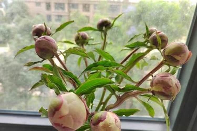 芍药是什么,怎么种植