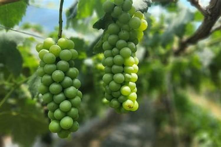 双棒王最好的三个品种