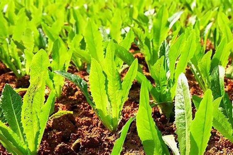 铁树用什么肥料比较好 铁树施什么肥生长快速更茂盛