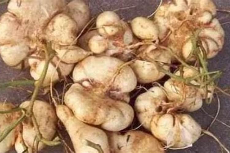 凉薯需要什么肥料 追肥技术有哪些