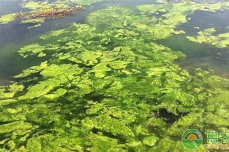 磷肥有哪些危害