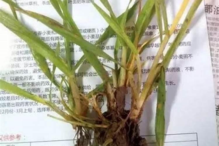保花保果叶面肥最佳配方,附喷施注意事项