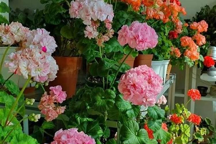 除了淘米水和黄豆肥,还有什么东西适合养殖花卉？