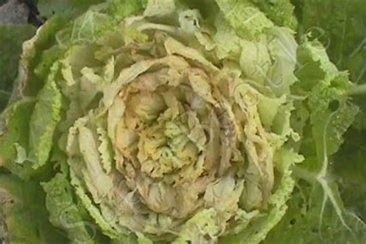 大白菜烧心的防治方法有哪些？