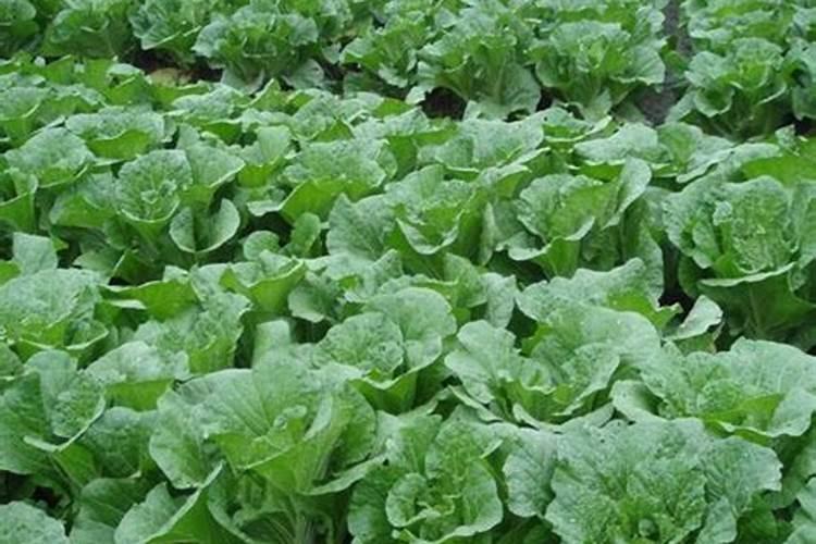 白菜苔种植时间和方法