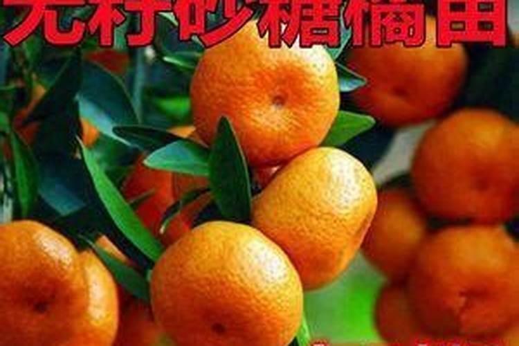 砂糖橘打什么叶面肥好？砂糖橘专用叶面肥,用“昆仑风”叶面肥好