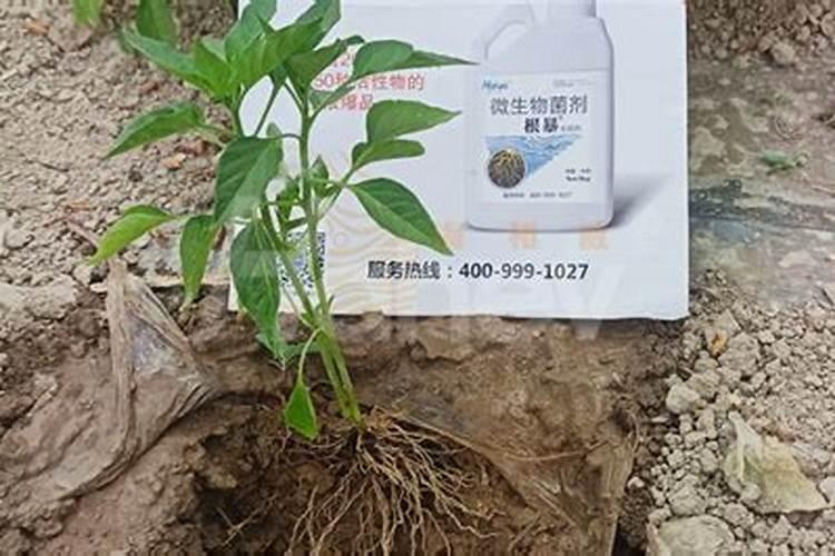 幸福树的养殖注意事项