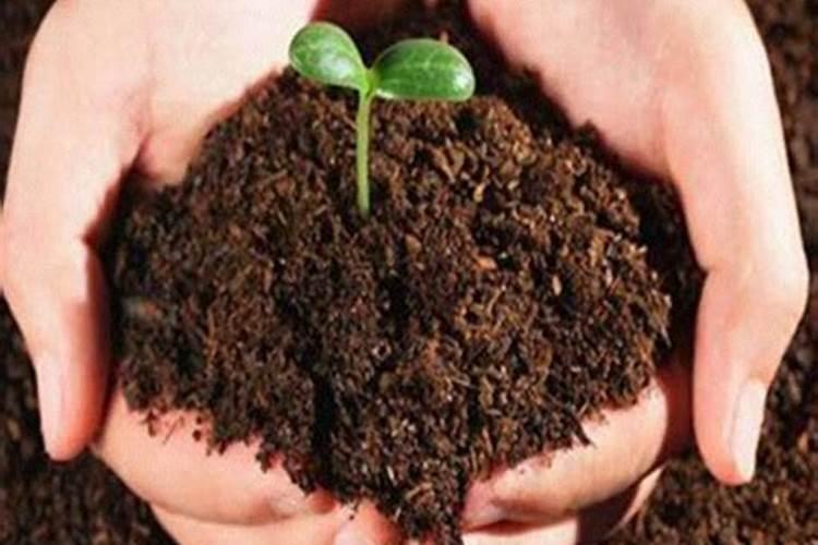 铵态氮肥能不能与碱性物质混合使用