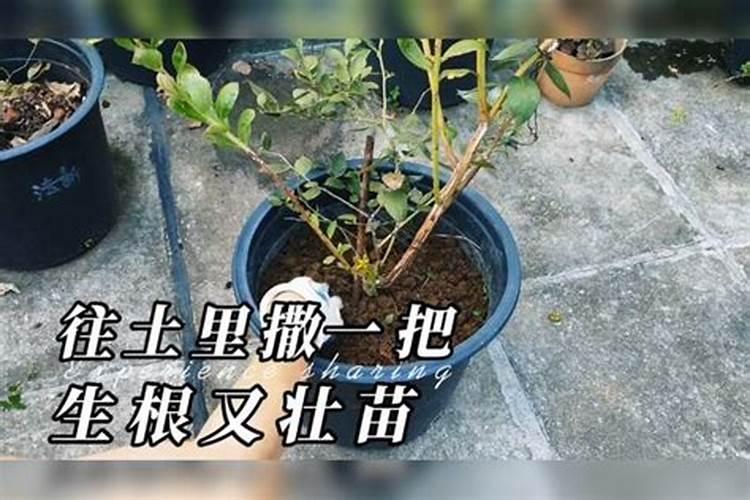 ...旱的极端天气,如何结合花生的生育期,进行管理呢？