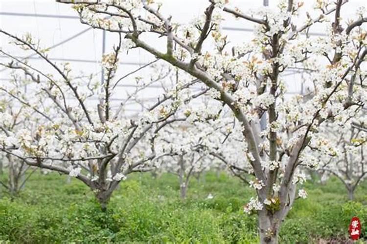 翠冠梨怎样施肥