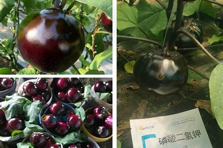 小葱用什么肥料长得快