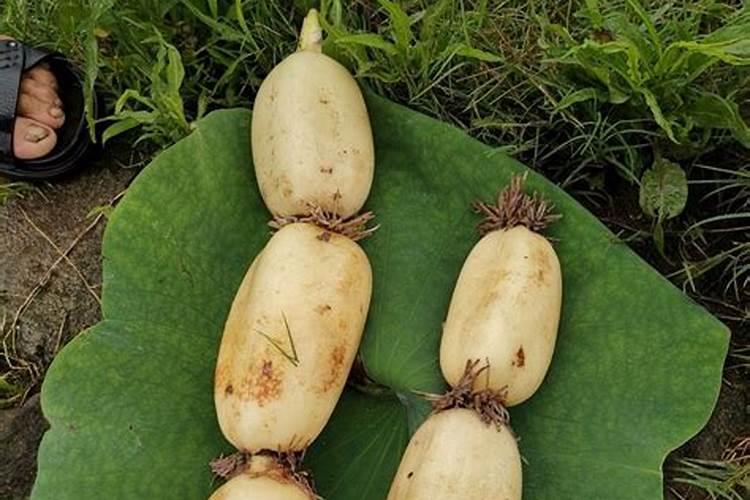 秋月梨树苗辨别