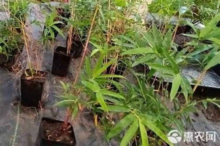 家养藤蔓植物有哪些