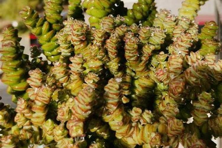 养钱串子用什么肥料好