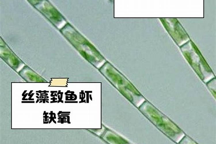 腐植酸、氨基酸、海藻素和鱼蛋白