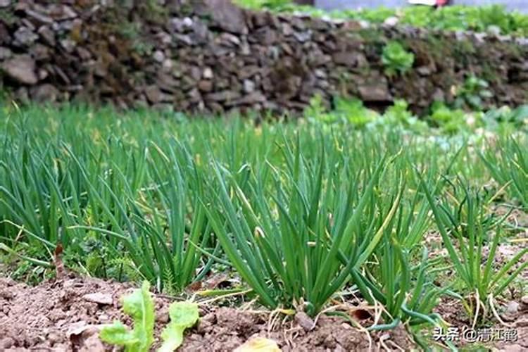大蒜年前能不能浇水 大蒜年前需要浇几次水