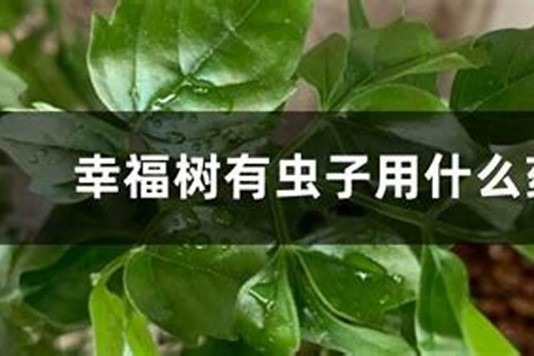 幸福树的叶子长黑点怎么回事 幸福树叶子上有黑点怎么救治