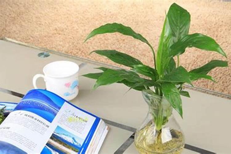 水培白掌施什么肥