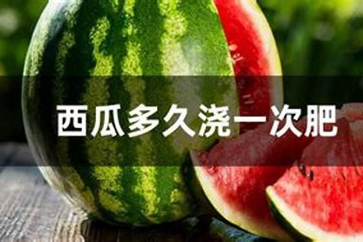菊花水浇多了怎么挽救,4个步骤轻松救活菊花