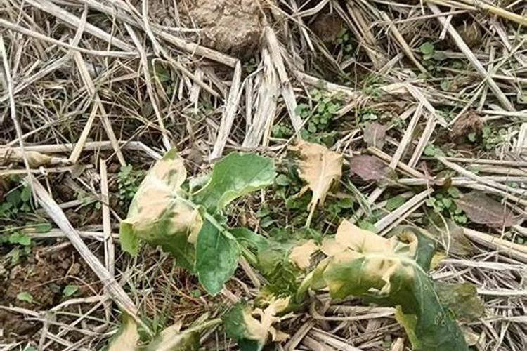 油菜提前到2月现花蕾怎么办？
