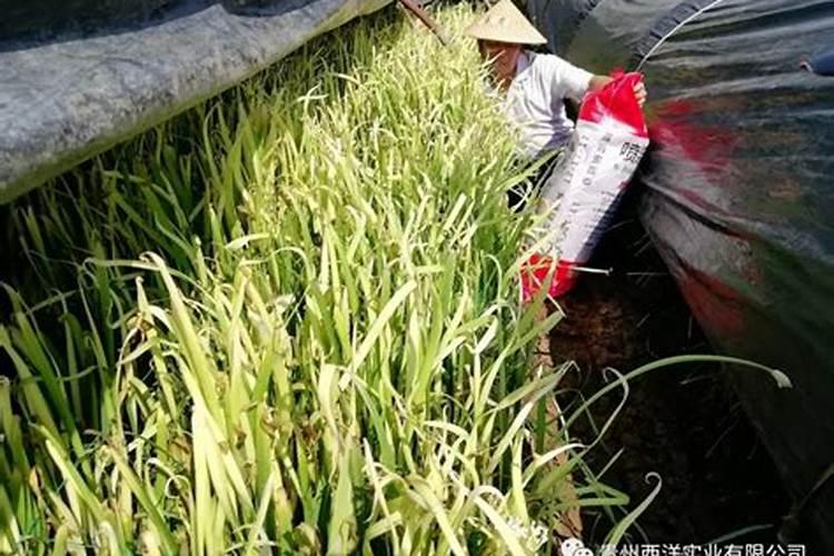 韭黄中后期用什么比例的化肥品质更好？
