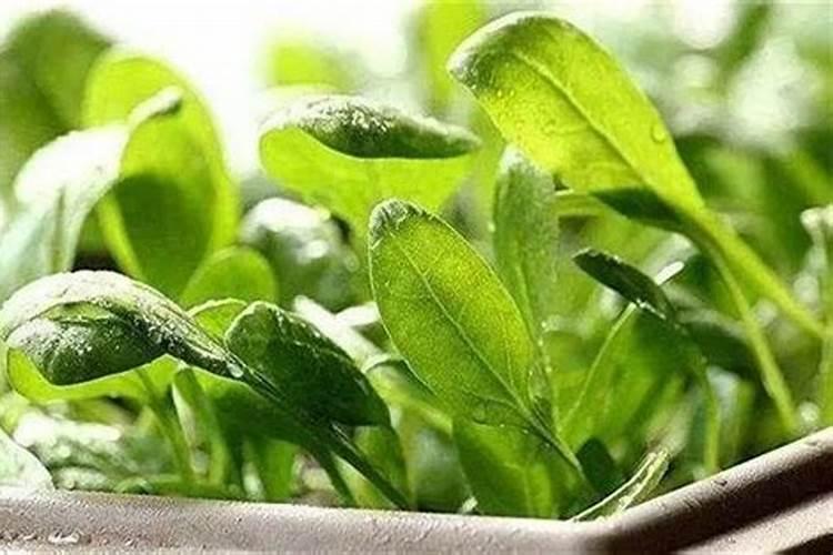石榴挂果后施什么肥