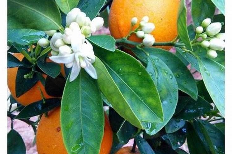 怎样给牡丹浇水和施肥？