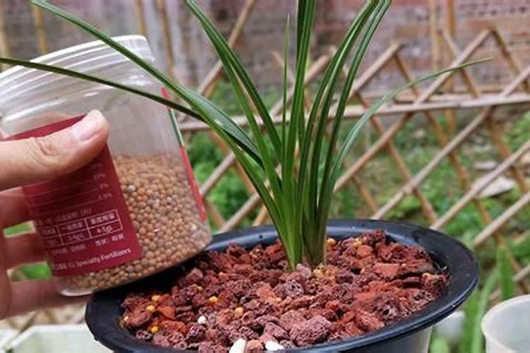 白菜打什么杀菌药好