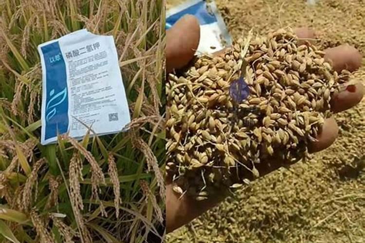 种谷子用什么肥料好