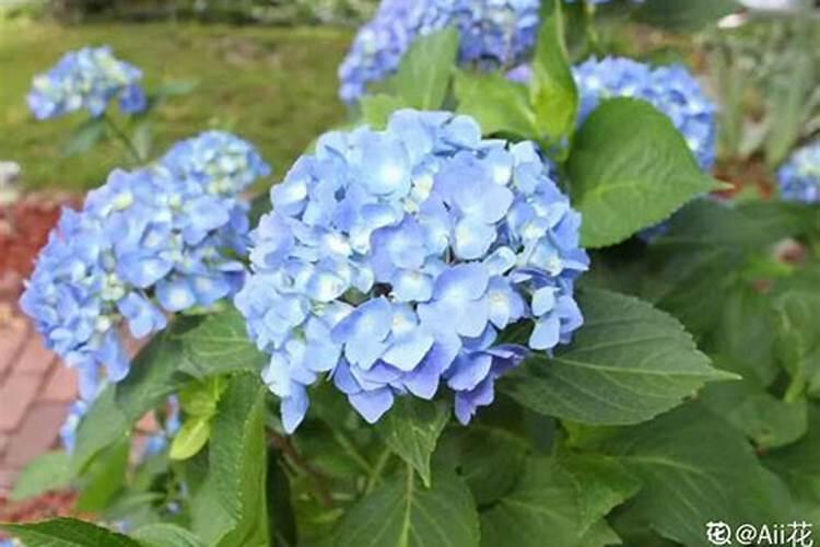 绣球花施什么肥最好