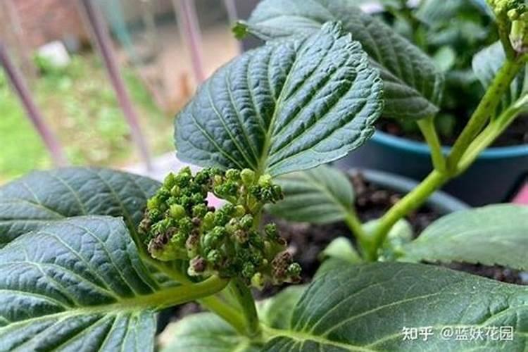 绣球花施肥时间和方法
