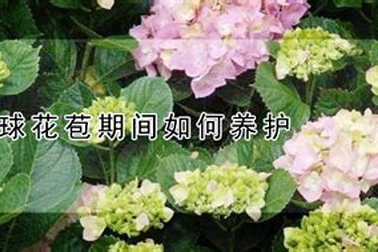 绣球为什么花苞没开就焦了,绣球有花苞了该怎么施肥