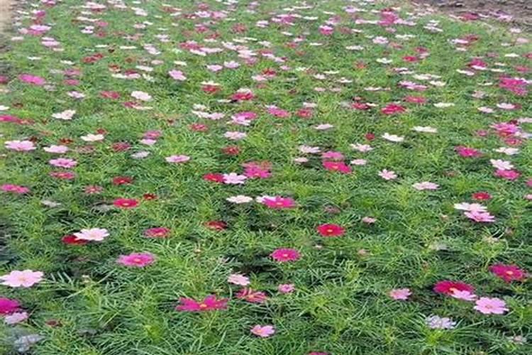花卉专用肥都有哪些