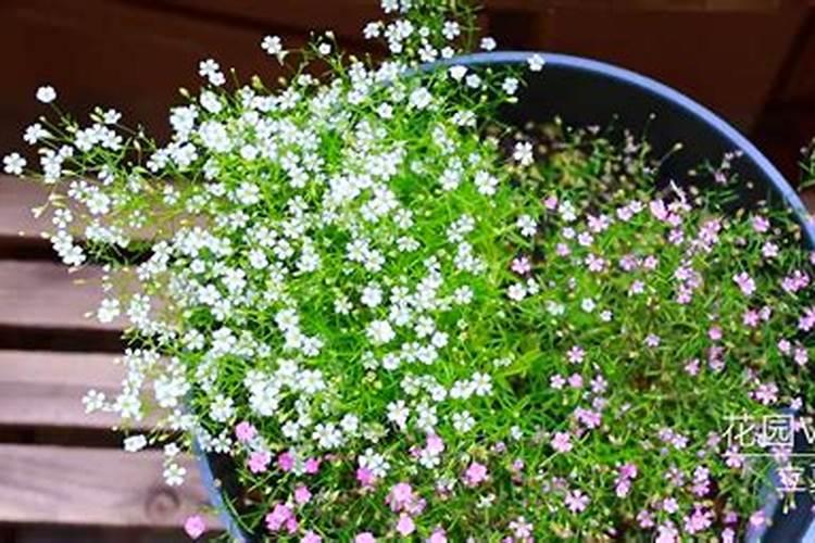 满天星如何养,开花期间能施肥吗