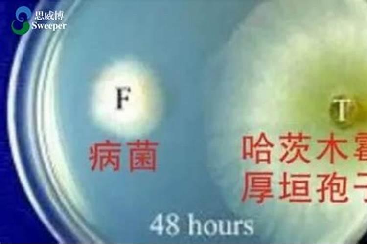 阿维哒螨灵能和什么农药混用