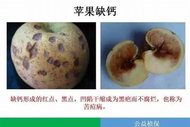 球兰用什么肥料