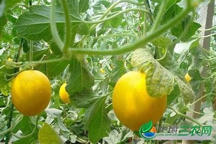 种香瓜肥料怎么施肥