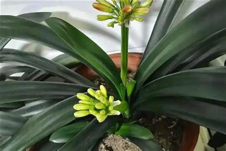 喝金银花茶有什么好处