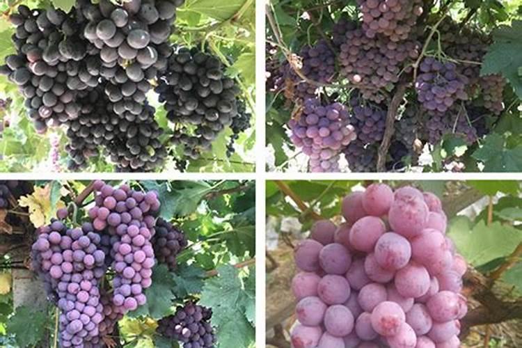 大桂花树的养殖方法 以速效氮肥为主