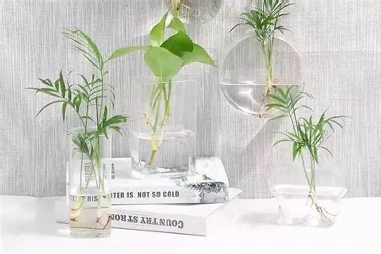 水培富贵竹叶尖发黄,补充磷肥勤换水