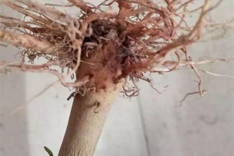 重茬土壤杀菌剂哪种好