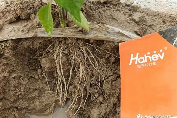 棉花湿水后怎样恢复松软