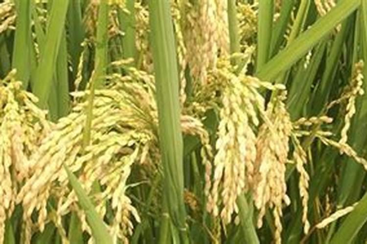 水稻药肥有什么成分