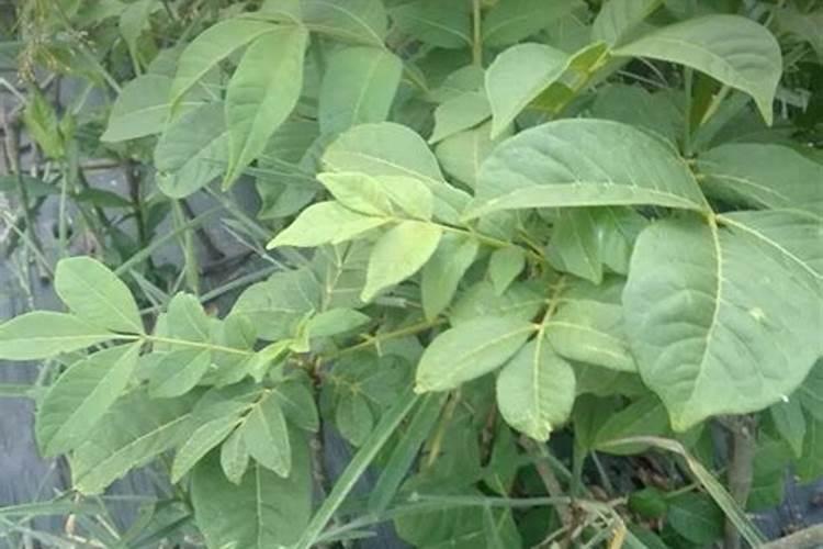 吴茱萸的施肥时间要点有哪些？