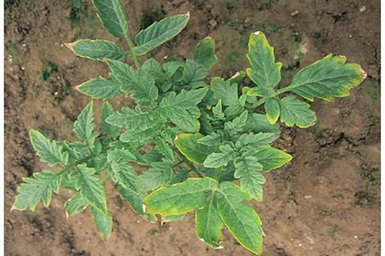 种植番茄磷肥严重超量施用,都会有哪些后果？