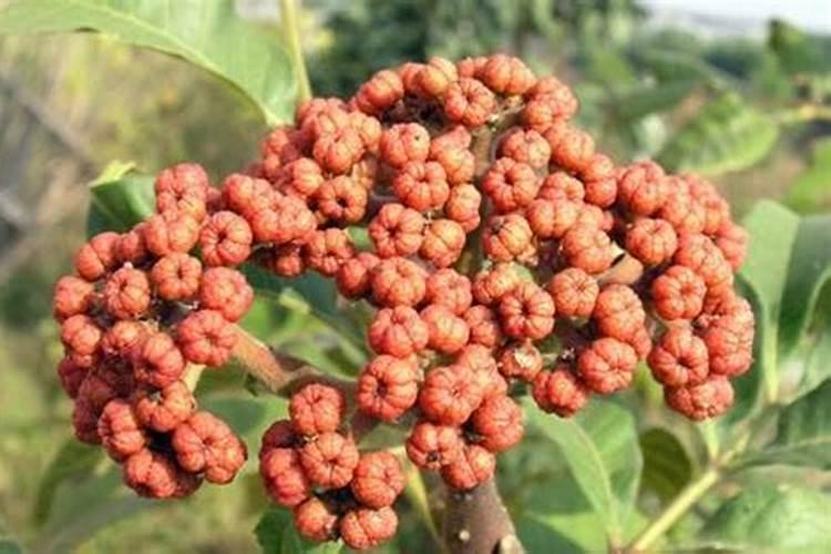 吴茱萸的施肥时间要点有哪些？