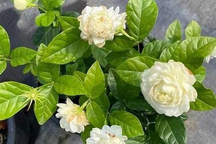 栀子花的养殖方法