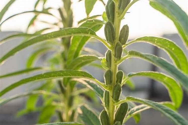 芝麻追肥用什么肥料 什么时间施更合适
