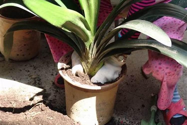 君子兰冬季施什么肥料