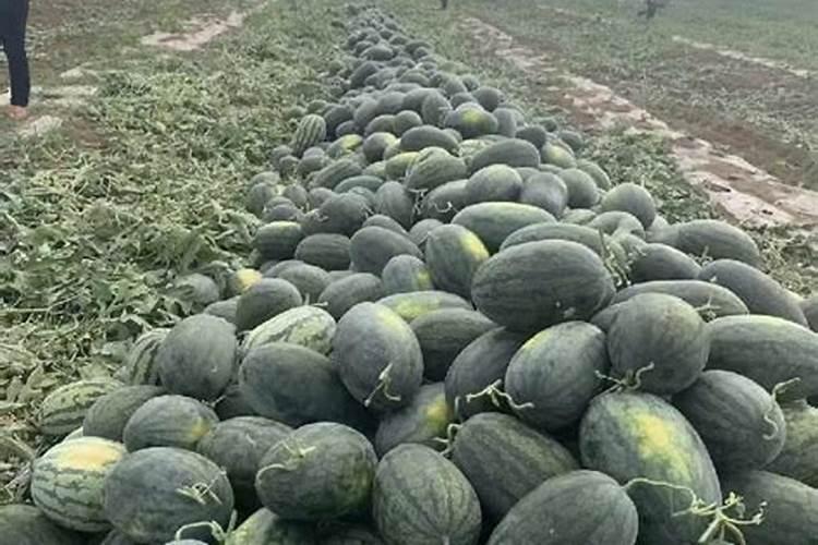 西瓜用什么肥料最好？